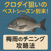 クロダイ狙いのベストシーズン到来！梅雨のチニング攻略法