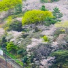 飛鳥山　桜と列車