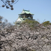 大阪城の桜　お花見(*^^*)