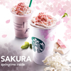 Starbucks' SAKURA