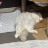 ルーズスキン
