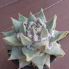 岩牡丹