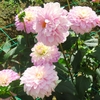 世羅高原農場のダリアたち （88）　～ 花はみんなをしあわせにする ～