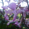 プレクトランサス（モナ・ラベンダー）；シソ科  Plectranthus sp.； Lamiaceae  2018年11月03日（土）；鹿児島市自宅近所