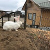 うさぎとイルミネーション。