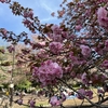 八重桜の思い出