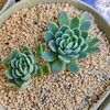 🌵多肉植物  寒さに耐えるエレガンス他🌵