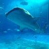 ジンベイザメが2匹も？？美ら海水族館でいろんな生き物を楽しむ。〜人生初沖縄を満喫してきました！〜