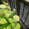 庭の植物のための夏準備