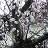 高崎城址公園周辺散歩　８分咲きの梅・オカメザクラももうすぐ・浅間山