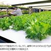 『大阪府立大に国内最大級の植物工場』の事。