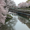 霞城公園のお堀に咲く桜と719系を撮る！