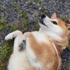 シャンプーしてももふもふ