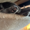 猫の足の裏はかわいいのに、どうしてもニンゲンの足の裏はかわいいと感じない。