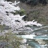 保津峡の桜