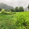 不耕起の田んぼに浮いてるカモの羽