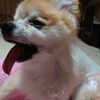 老犬ホームあん｜モッピー 虹の橋を渡りました。