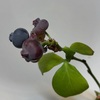 ブルーベリーがぽろぽろ生るBlueberries grow popply.