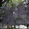 大歳神社の千年藤