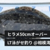 ライト泳がせ釣りで50センチヒラメゲット〜！【相模湾LT泳がせ】