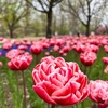 チューリップ万彩！ 国営アルプスあづみの公園