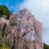 花開く　枝垂れ桜は　春の涙か