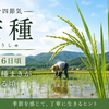 6月6日は、芒種（ぼうしゅ）｜意味・由来・稲作との関係をわかりやすく解説