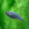 (熱帯魚 生体)ネオンドワーフレインボー(約2-3cm)(5匹)【水槽/熱帯魚/観賞魚/飼育】【生体】【通販/販売】【アクアリウム/あくありうむ】