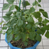 庭で夏野菜 48　【つるなしインゲン】