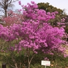 早春の小石川植物園