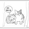 庭にやって来た外猫