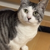 某仕事、帰洛など
