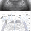 【歯科】パノラマX線撮影法の解剖