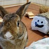 ブログを始めたら、うさぎを撮るのが趣味になりました🐇📸