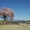 静岡発　観光モデルコース(日帰り　山梨桜名所めぐり 身延山久遠寺しだれ桜～王仁塚の桜～神代桜～妙了寺)