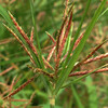 (262) Cyperus rotundus