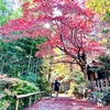 【ランニング】高幡不動 百草園の燃え立つ紅葉ランと法人収支