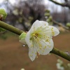 梅の開花！平年より10日遅く
