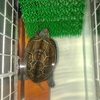 クサガメ🐢ポコの飼育日記🐢⑦