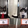 ニャンニャンニャン 2月22日は「猫の日」！「BSテレ東7ch」は「BSキャッ東」になる