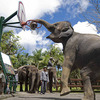 バリ島で象に乗ろう！おすすめエレファントライド