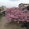 河津桜パート3