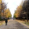 札幌市　中島公園　銀杏並木　20191107　/　昨年より冬が早い？　