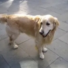 私のグラン