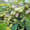 黒豆の収穫体験その１（2014年10月20日）