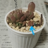 多肉植物　カルス摘出②