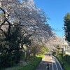 葉桜の頃