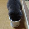 小豆のその後の様子。