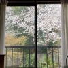 桜の開花とともに毎年咲いてくれる世話いらずの花たち