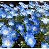 次々と咲く水色・ブルー系の春花たち